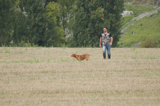 des chasseurs des grands pres - saillie de notre multi-CH Ego de Tagus