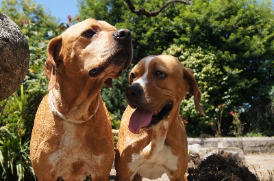 des chasseurs des grands pres - bientôt des chiots