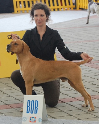 des chasseurs des grands pres - world dog show 2009.