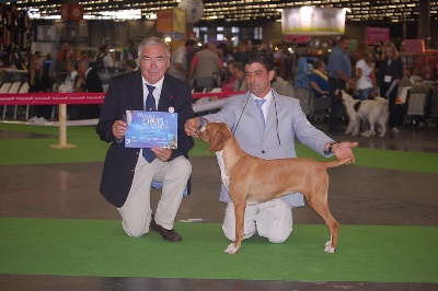 des chasseurs des grands pres - world dog show 2011