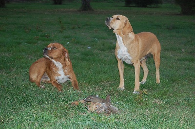 des chasseurs des grands pres - fin de chasse 