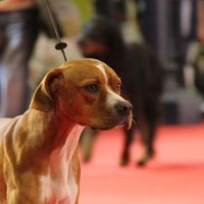 des chasseurs des grands pres - Paris dog show