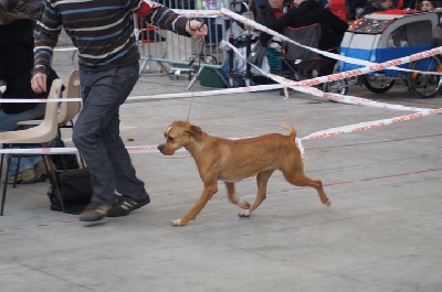 des chasseurs des grands pres - niort