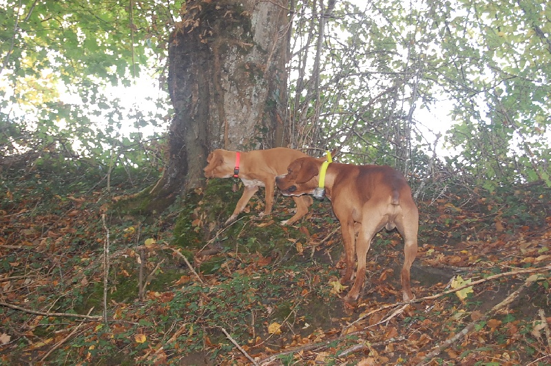 CH. First lady des chasseurs des grands pres